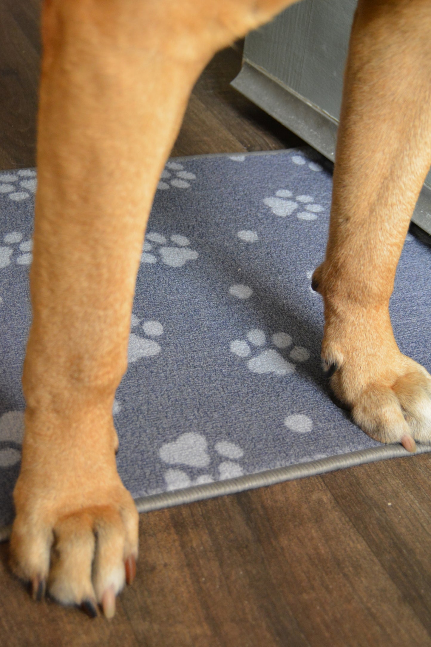 DECO WIPE PAWS